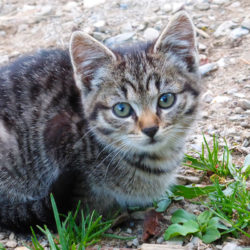 Hoftiere am Bauernhof Blankgut in Wagrain, Bauernhofurlaub im Salzburger Land – Katzen